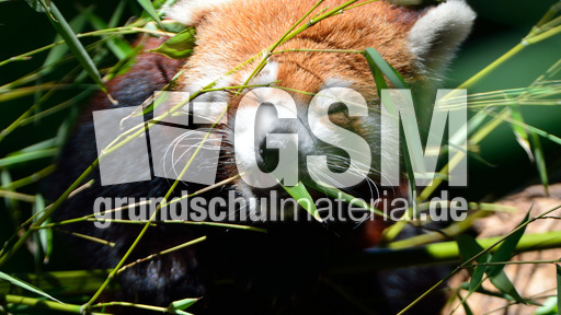 Kleiner_Panda (6).jpg